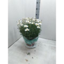 Argyranthemum frut. Busch weiß