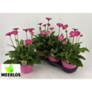 Gerbera 'Sunshaper Endless' rosa