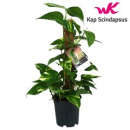 Epipremnum pinn. Moosstamm