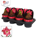 Hippeastrum 2 Knospen pink-weiß