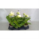 Paphiopedilum weiß
