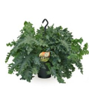 Phlebodium aureum 'Davana' Ampel