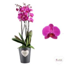 Phalaenopsis "Duetto" 4 Rispen lila