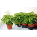 Adiantum raddi. 'Fragrans'
