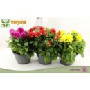 Dahlien Schale in drei Farben