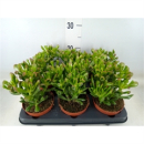 Crassula ovata "Trompet"