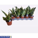 Sansevieria trifa. 'Futura Superba'