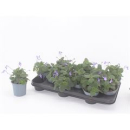 Streptocarpus saxorum