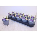 Allium "Purple Sensation"