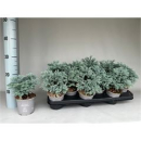 Chamaecyparis pis. 'Sky Blue'