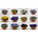 Viola cornuta Schale