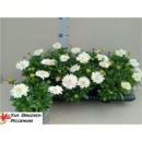 Osteospermum gefüllt weiß