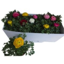 Ranunculus 'Sprinkles'