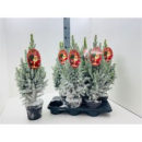 Picea glauca 'Magnifique' mit Schnee