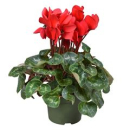 Cyclamen pers. rot