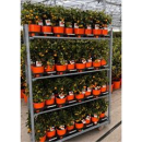 Calamondin Stämmchen
