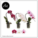 Phalaenopsis "Swan" Mix