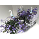 Streptocarpus Ampel