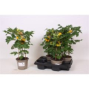 Solanum lycopersicum