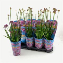 Allium millenium