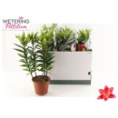 Lilium ori.  'Sunny Camino 'rot