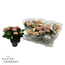Hydrangea 'Magical Revolution' rosa