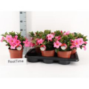 Mandevilla sand. 'Rio Petite Pink'