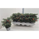 Solanum pseudocapsicum