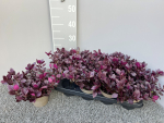 Alternanthera