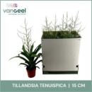 Tillandsia