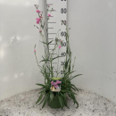 Lychnis Kübel rosa