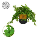 Peperomia rotundifolia