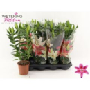 Lilium ori. 'Sunny Martinique' rosa