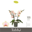 Phalaenopsis "Tablo" 2 Rispen Paloma gelb
