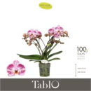 Phalaenopsis "Tablo" 2 Rispen lila gefleckt