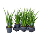 Sansevieria kirkii 'Friends'