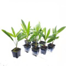 Trachycarpus fortunei