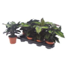 Calathea 'Beautystar'