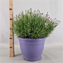 Lavandula ang. Busch
