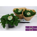 Peperomia albov. 'Rana Verde'
