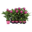 Curcuma alism. pink