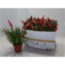 Vriesea 'Astrid'