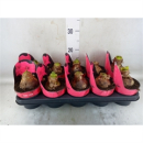 Hippeastrum 2 Knospen 'Pink Star'