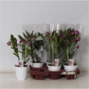 Dendrobium nob. lila