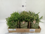 Rhipsalis Mix in Keramikeule grün