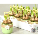 Narzissen im Übertopf