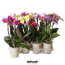 Phalaenopsis midi 2 Rispen Mix