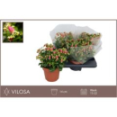 Kalanchoe  'Dream Bells'