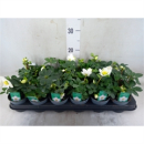 Helleborus niger midi