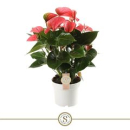 Anthurium andr. 'Pink Champion'